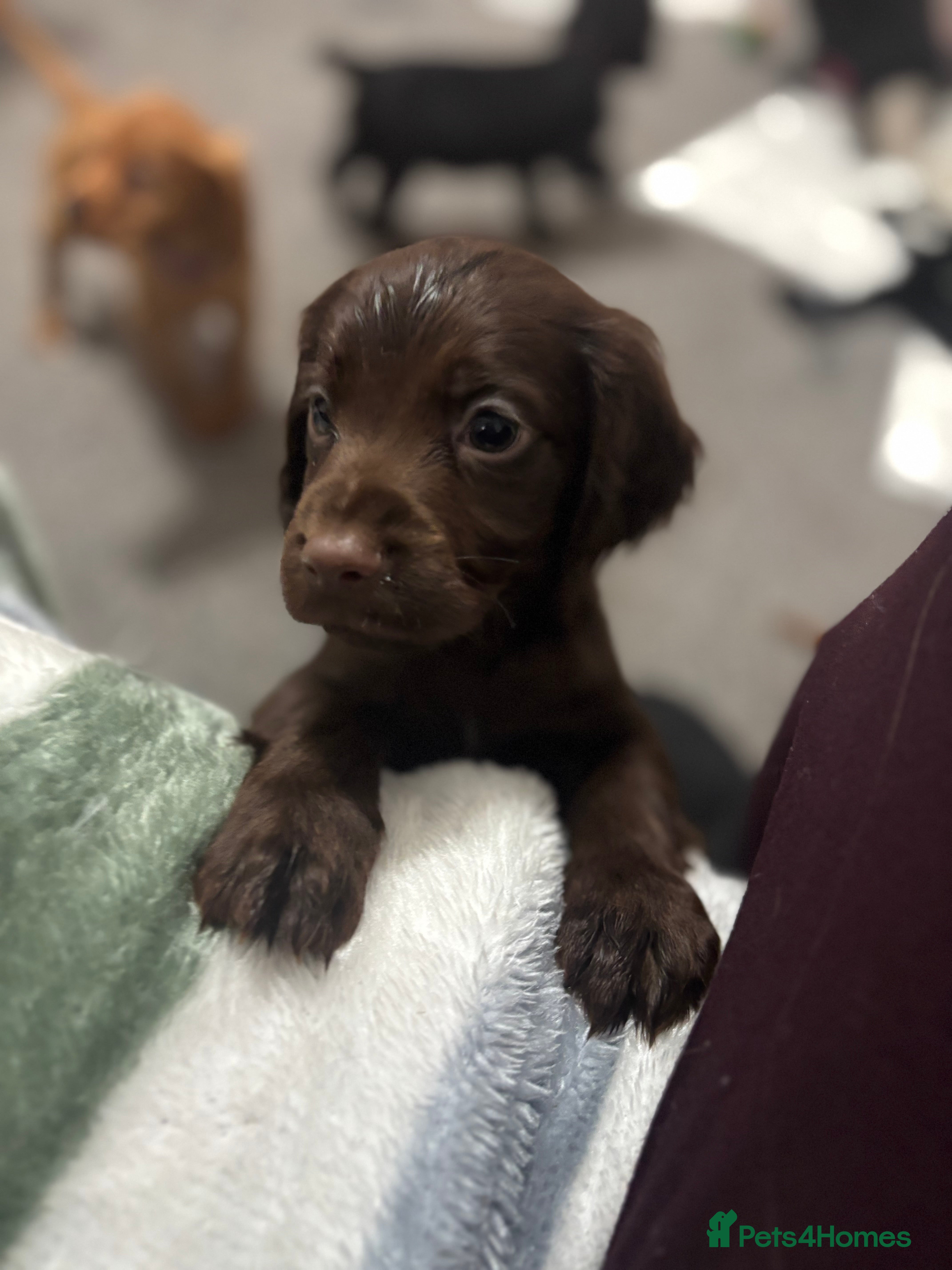 Cocker Spaniel dogs 🐶Ready to go🐶Cocker spaniel puppies 🐶  - Advert 9