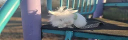 Lionhead rabbits for sale: Double Lionhead  - Advert 15