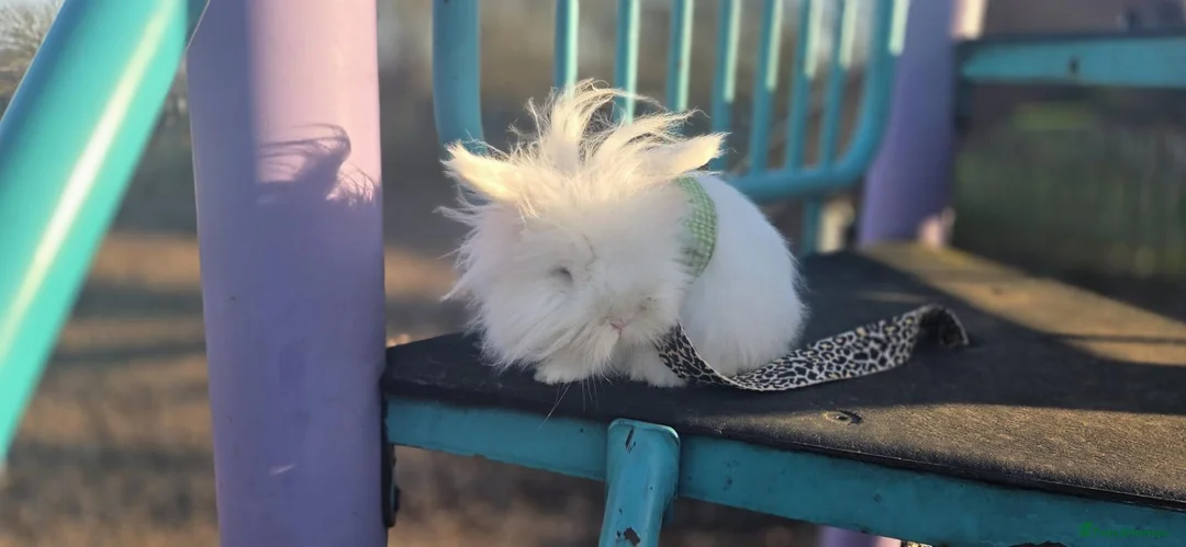 Lionhead rabbits for sale: Double Lionhead  - Advert 15