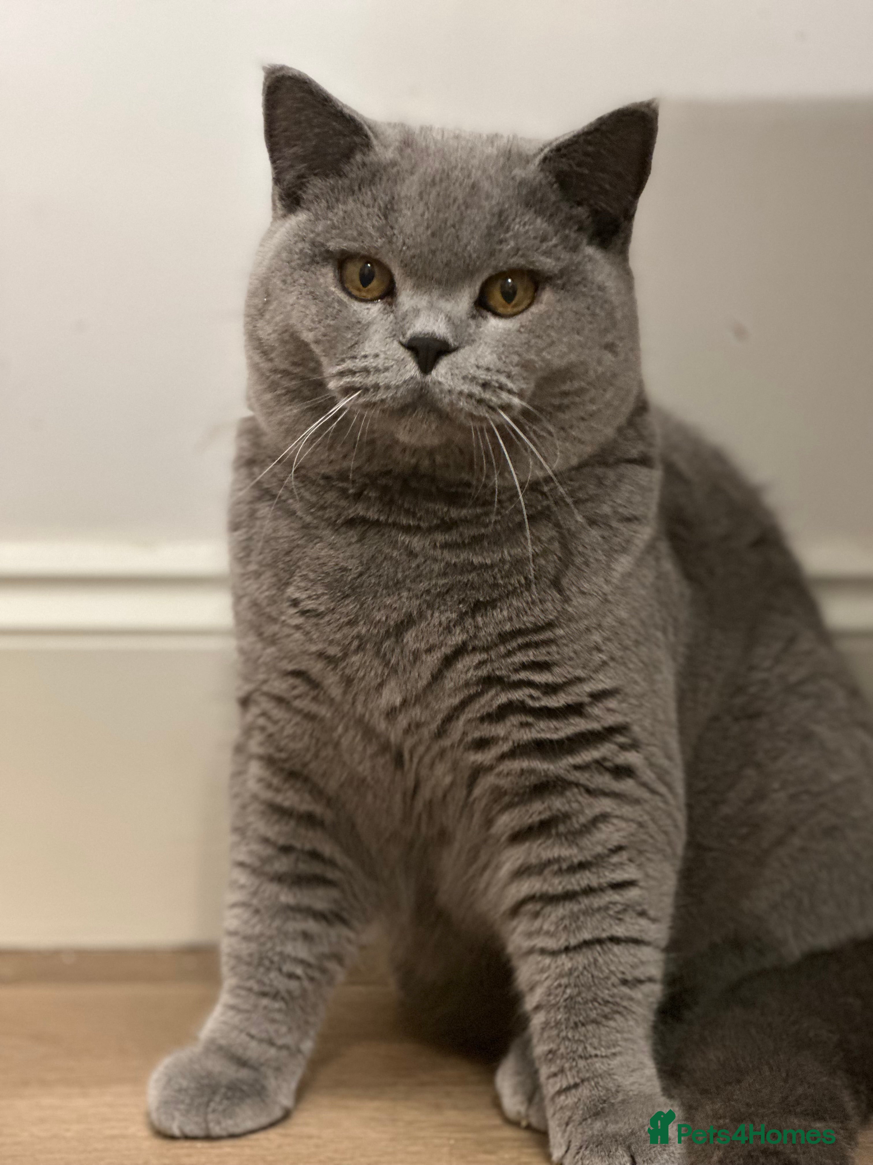 British Shorthair cats Excellent Champion line  - Advert 1