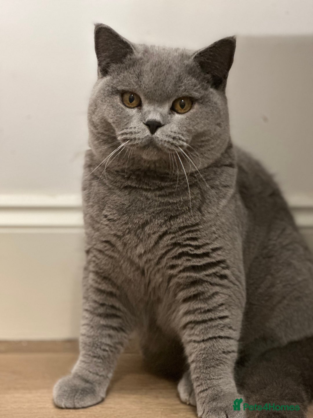 British Shorthair cats for sale: Excellent Champion line  - Advert 3