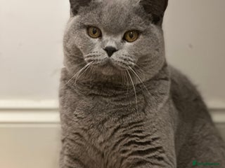 British Shorthair cats Excellent Champion line - Advert 4