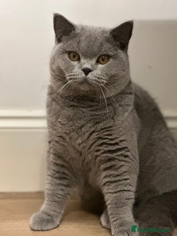 British Shorthair cats Excellent Champion line - Advert 9