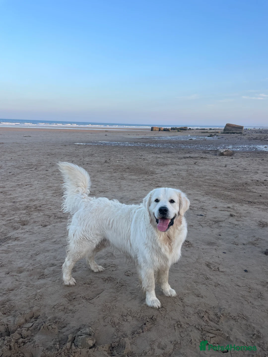 Golden Retriever dogs for stud: Cream Golden Retriever Stud in Beverley - Advert 20