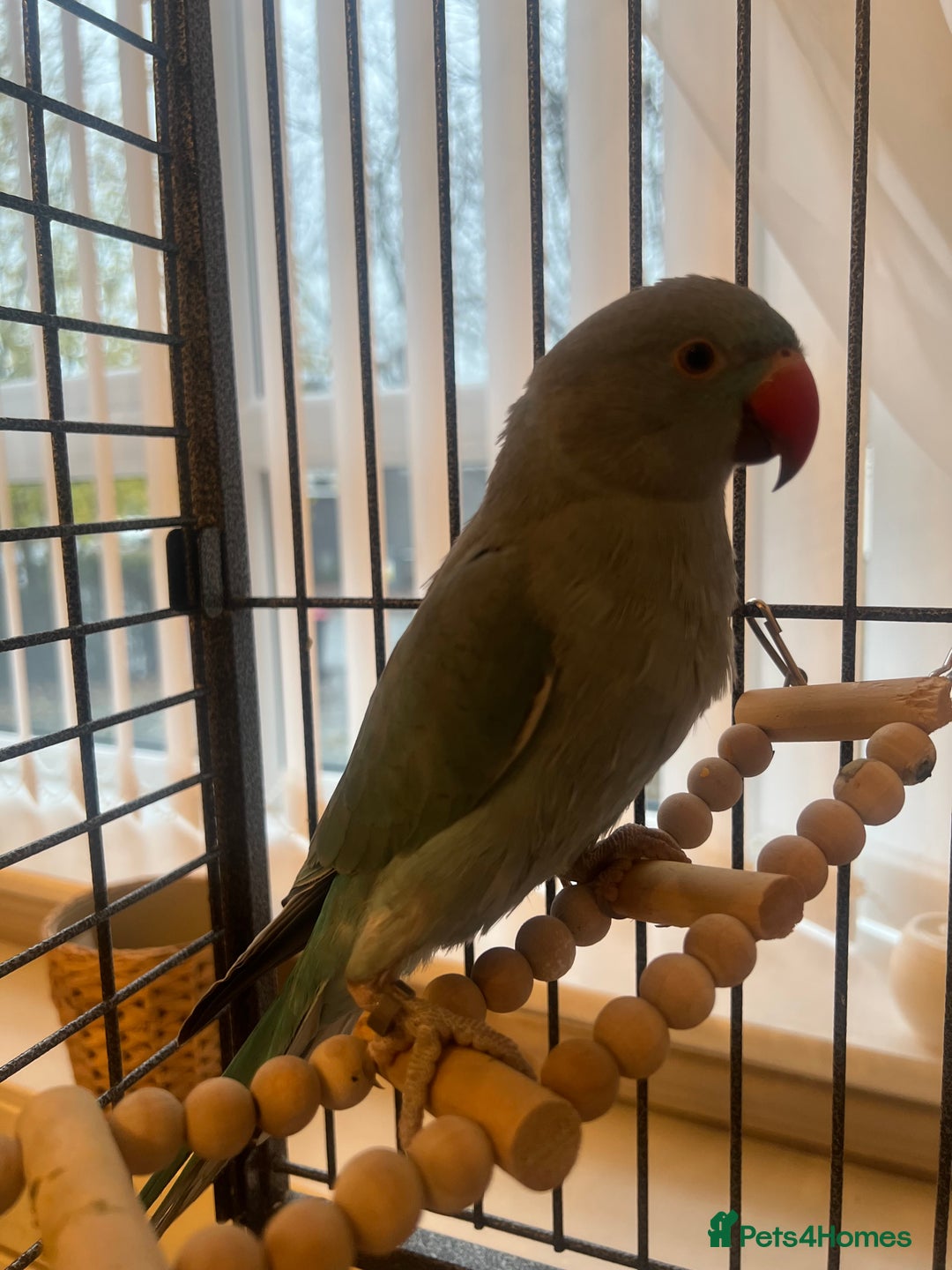 Ringnecks birds for sale: Blue Tame Indian ringneck  - Advert 4
