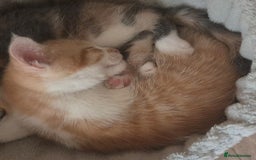 British Shorthair cats for sale: Beautiful loving kittens  - Image 4