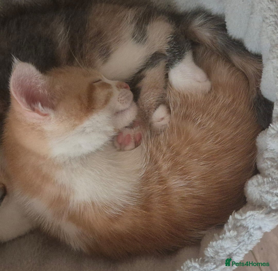 British Shorthair cats for sale: Beautiful loving kittens  - Image 4
