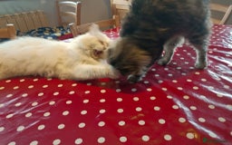 Persian cats for adoption: Agi, Persian and Carla, Persian cross, both aged 6 - Image 4