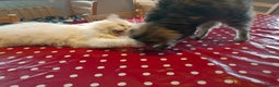 Persian cats for adoption: Agi, Persian and Carla, Persian cross, both aged 6 - Advert 5