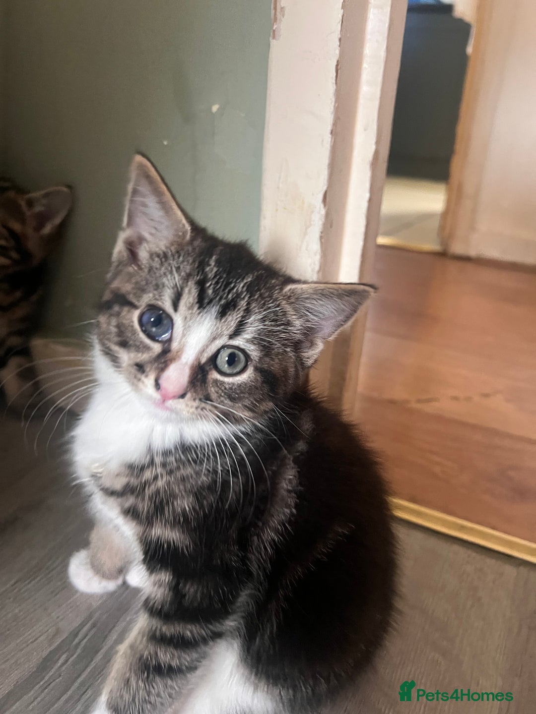 Mixed Breed cats for sale: Friendly and playful kitties  - Image 4