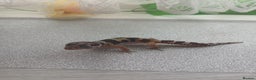 Leopard Gecko reptiles for sale: Leopard gecko for sale baby  - Advert 9