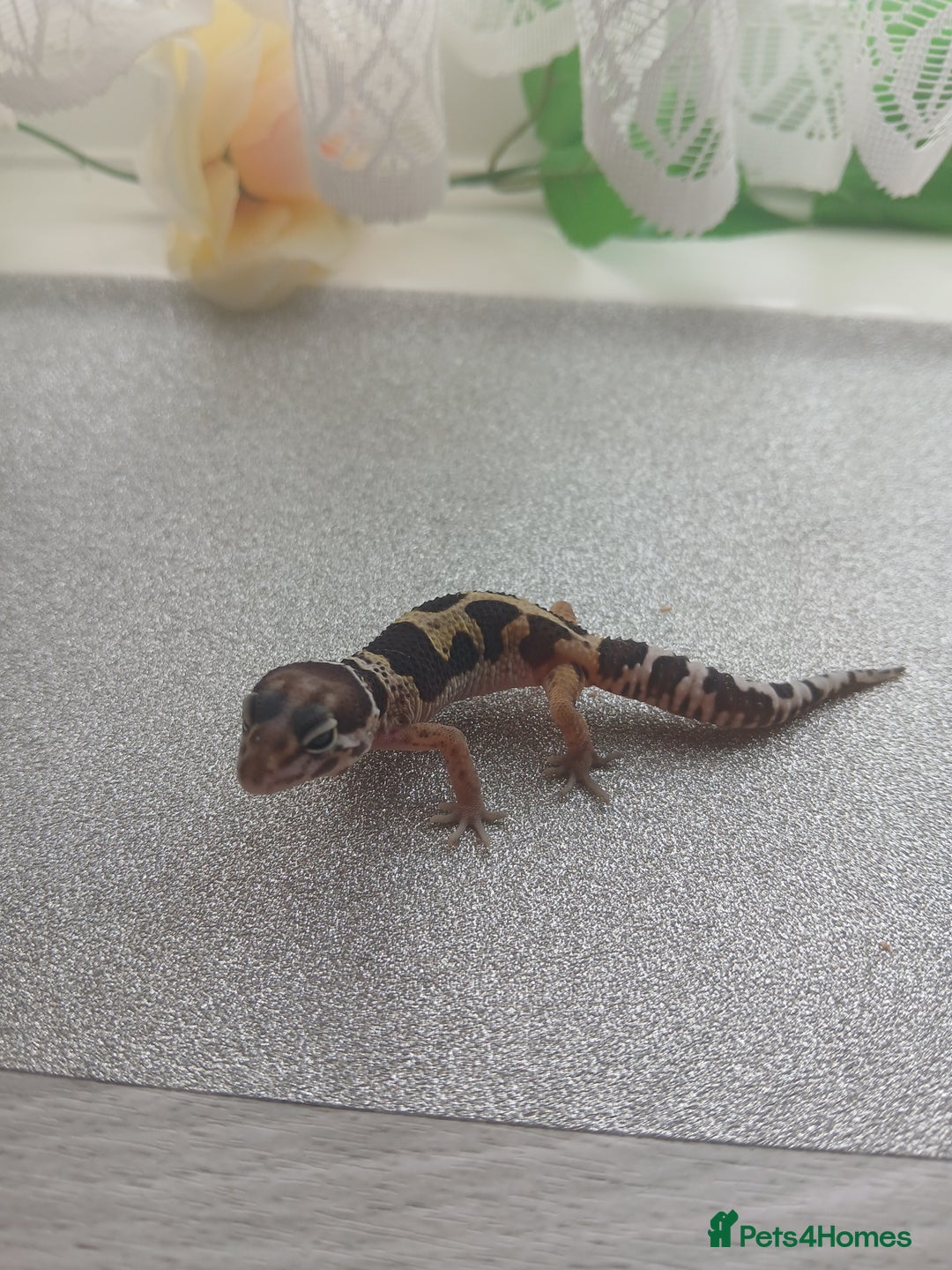 Leopard Gecko reptiles for sale: Leopard gecko for sale baby  - Advert 9