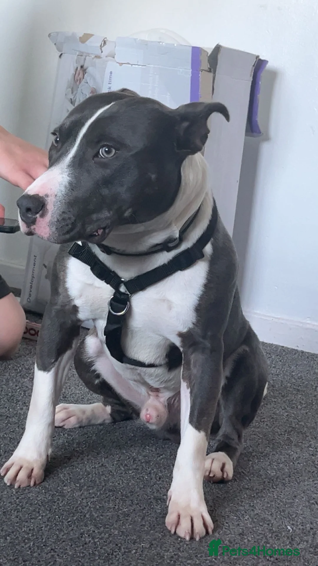 Mixed Breed dogs for sale: Rocky in Perth - Advert 5