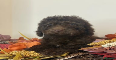 Cockapoo dogs - Advert 9