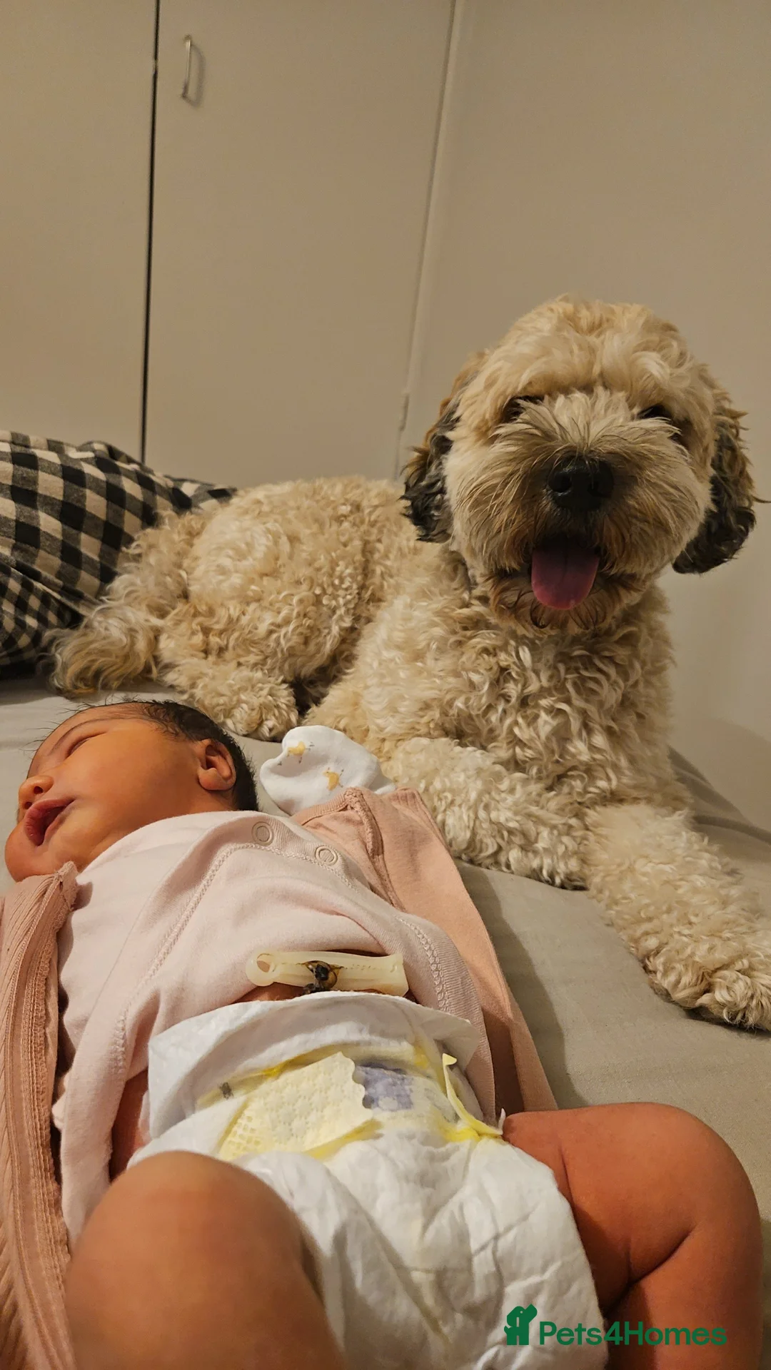 Cockapoo dogs for stud: Dexter - Advert 2