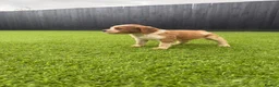 Brittany Spaniel dogs for sale: Working Brittany’s  - Advert 4
