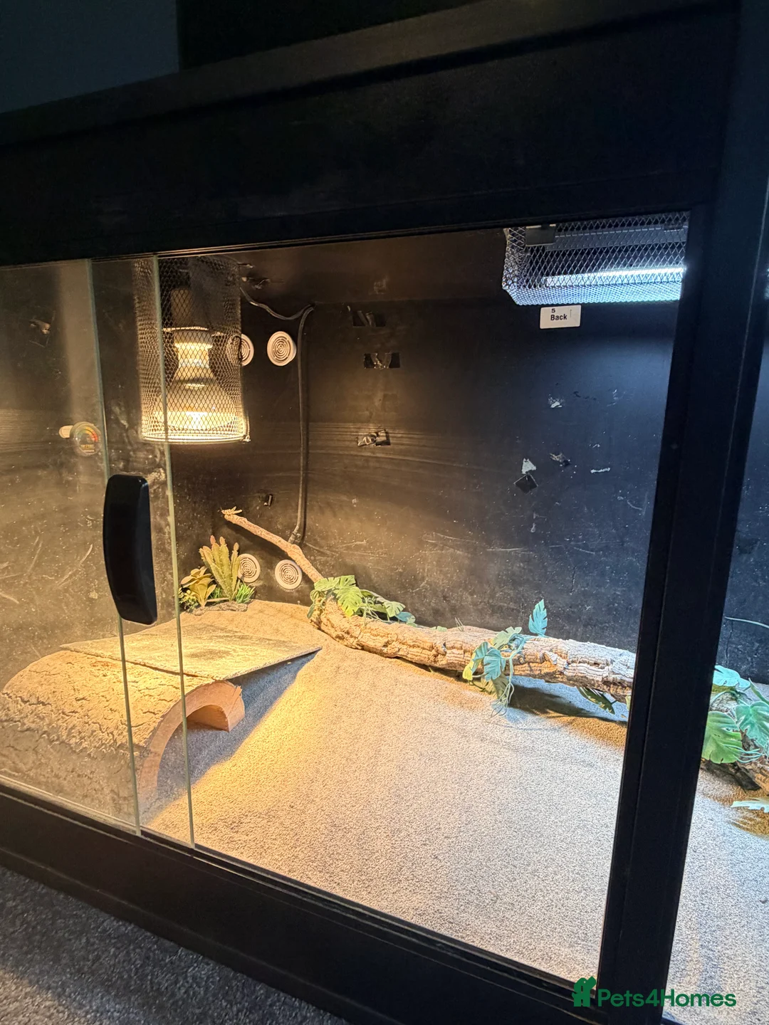 Bearded Dragon reptiles for sale: Bearded dragon  in Thame - Advert 5