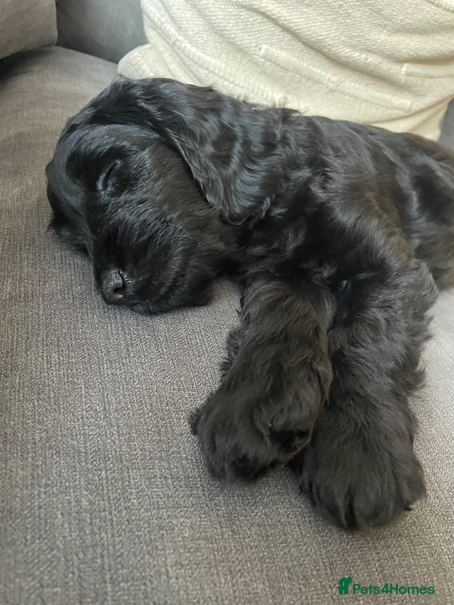 Mixed Breed dogs Beautiful litter of Cockadoodlepoos  - Advert 2