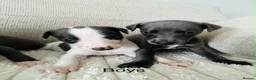 Whippet dogs for sale: Whippets  - Advert 4
