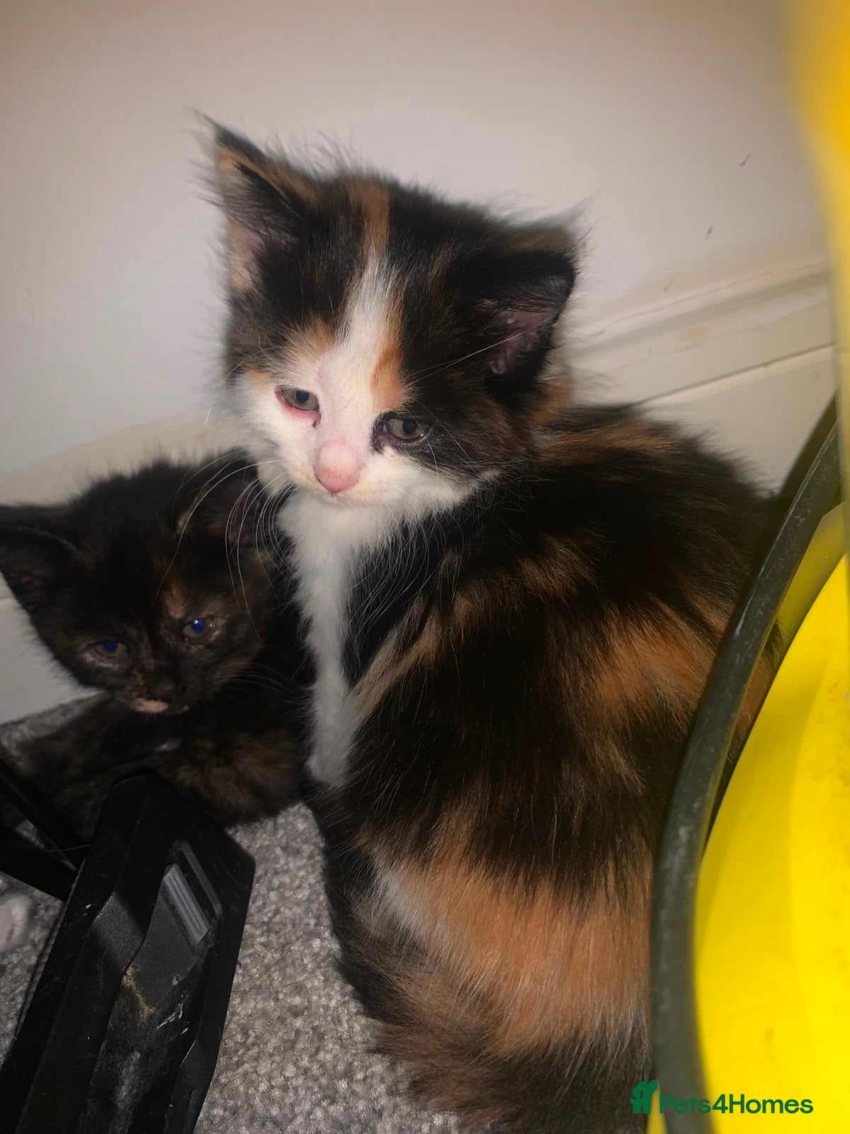 Mixed Breed cats for sale: 4 Beautiful kittens - Advert 6
