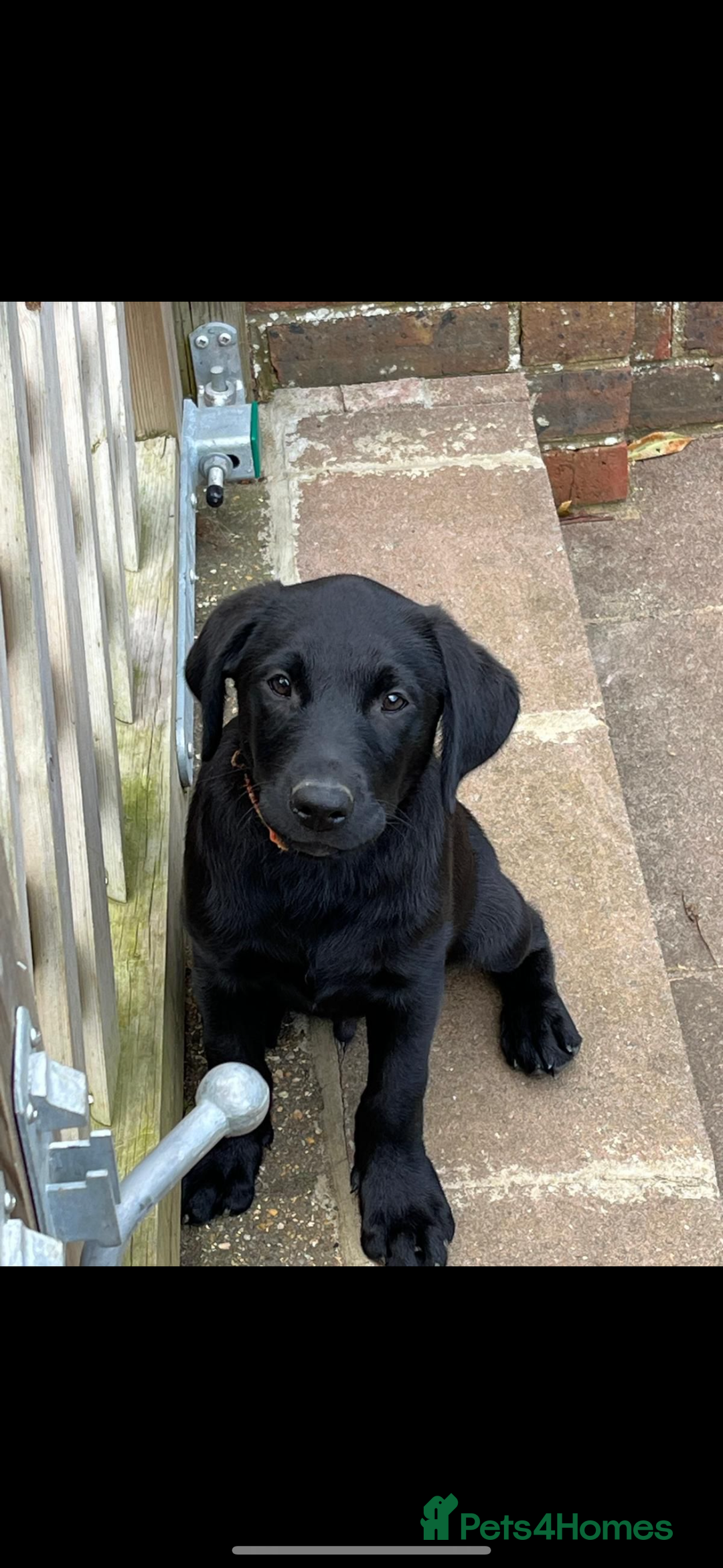 Labrador Retriever dogs for sale: Male Labrador  - Image 7