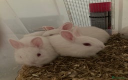 New Zealand rabbits for sale: Baby New Zealand bunnies for sale in hull - Image 6