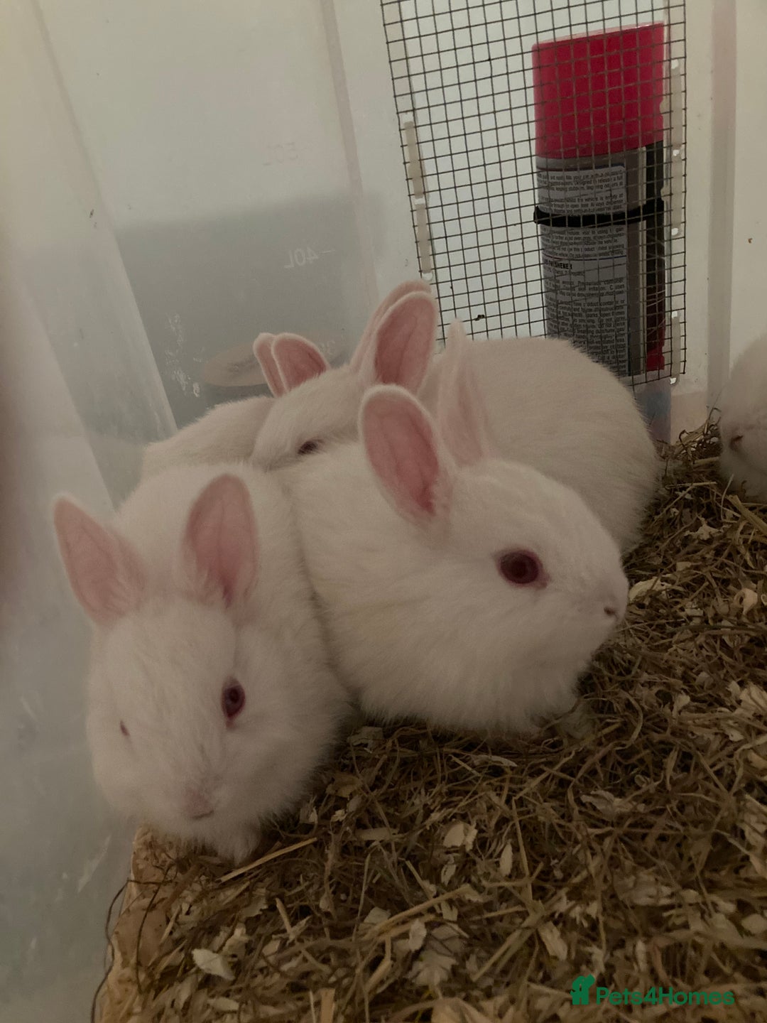 New Zealand rabbits for sale: Baby New Zealand bunnies for sale in hull - Image 6