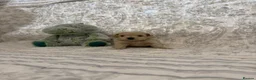 Maltipoo dogs for sale: ⭐ 4 stunning f1 Maltipoo ⭐ - Advert 13