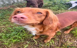 Cocker Spaniel dogs for sale: Fox Red Cocker Spaniel - Image 14