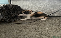 Mixed Breed cats for sale: 3 females - Image 4