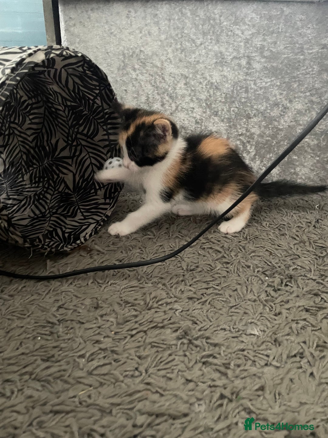 Mixed Breed cats for sale: 3 females - Image 4
