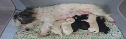 Yorkiepoo dogs for sale: 2 Yorkiepoo puppies, one male and one female  - Advert 4