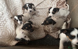 Jack Russell dogs for sale: rough coated Jack Russell  - Image 10