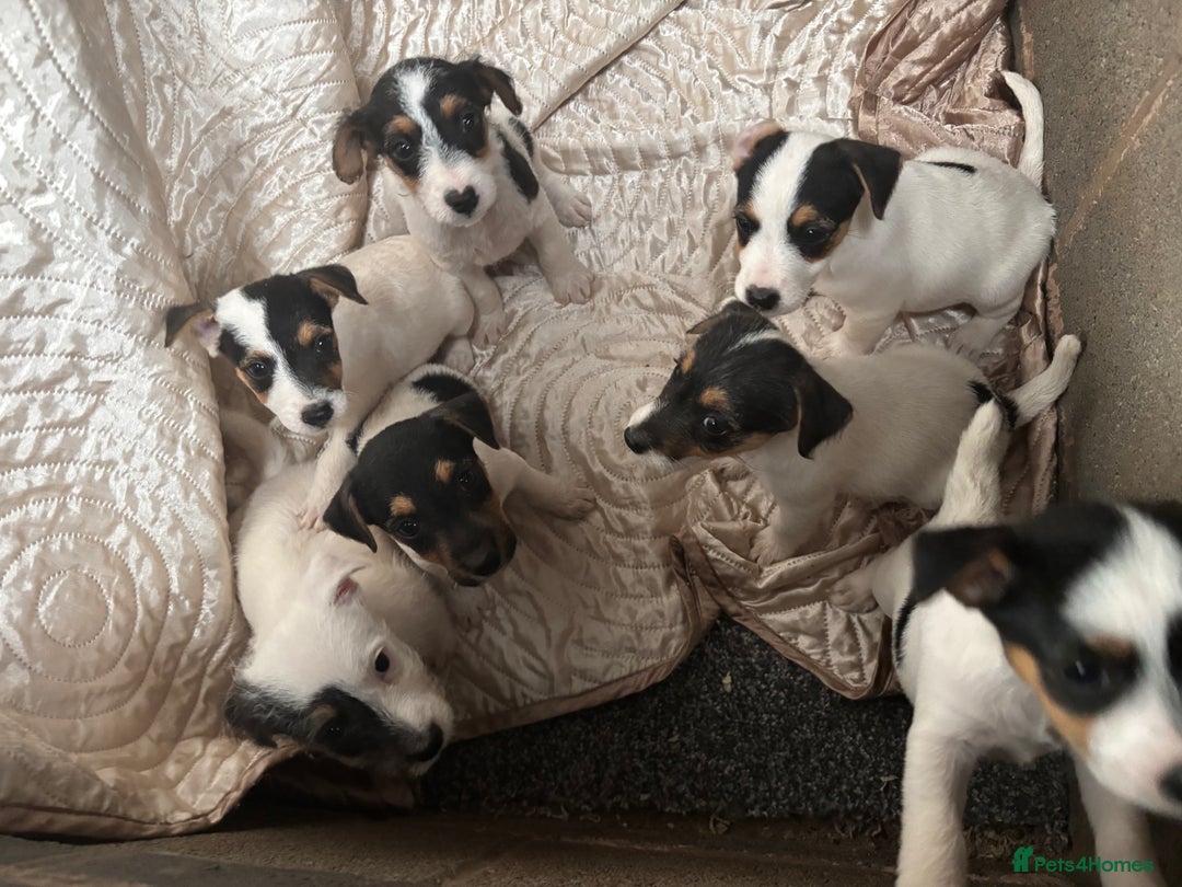 Jack Russell dogs for sale: rough coated Jack Russell  - Image 10