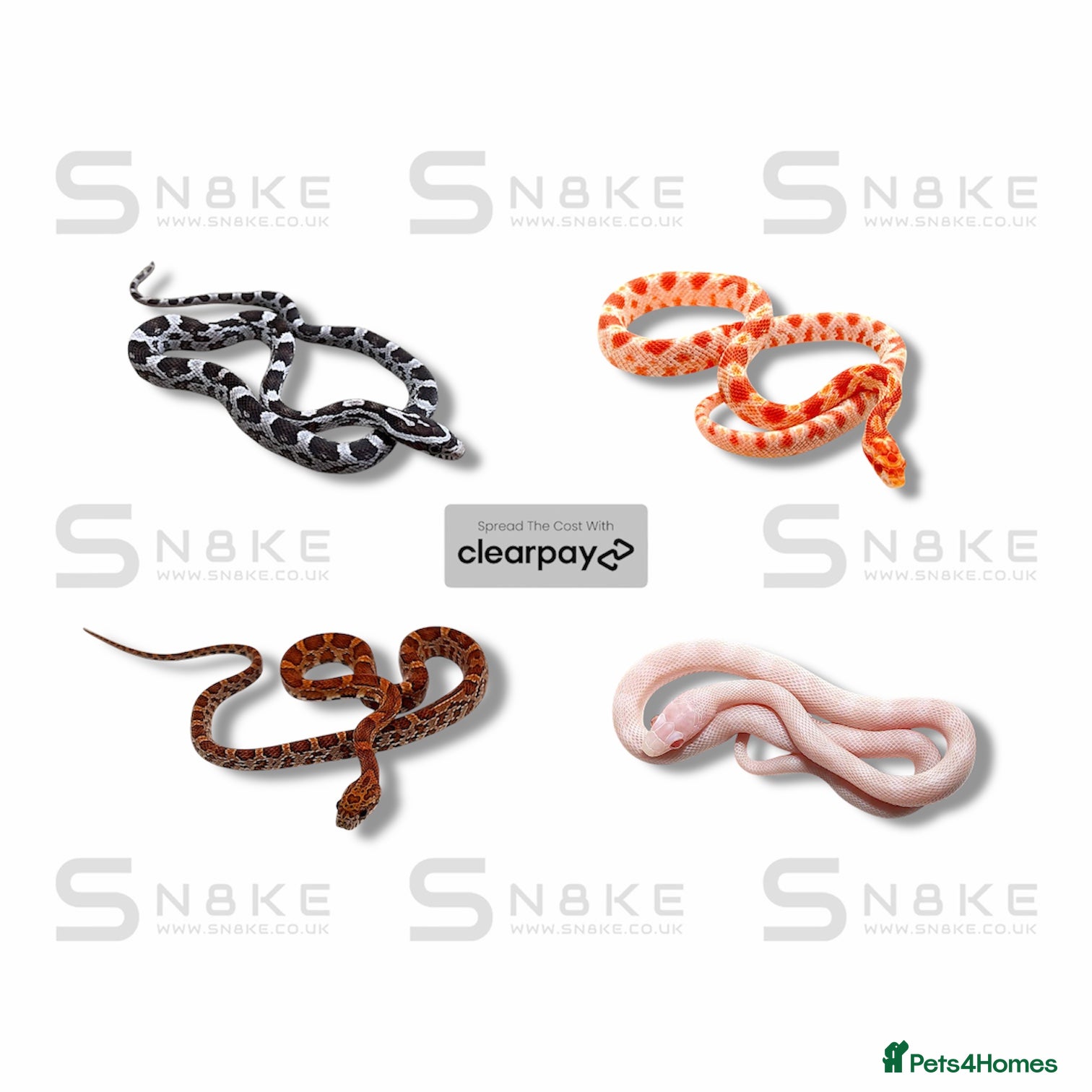 Corn Snake reptiles CORN SNAKE BABYS - Advert 11