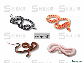 Corn Snake reptiles CORN SNAKE BABYS - Advert 5