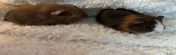 Guinea Pig rodents for sale: Baby Guinea pigs  - Advert 1