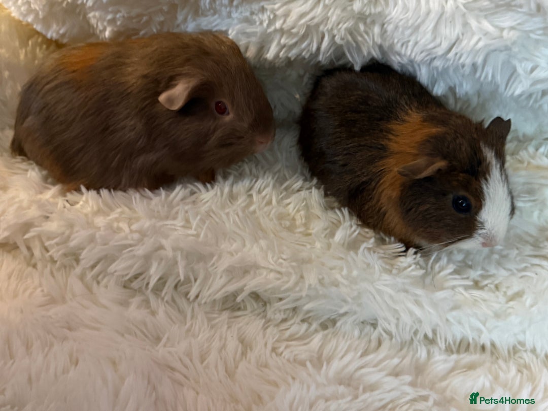 Guinea Pig rodents for sale: Baby Guinea pigs  - Advert 1