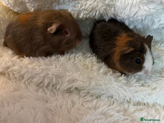 Guinea Pig rodents Baby Guinea pigs - Advert 12