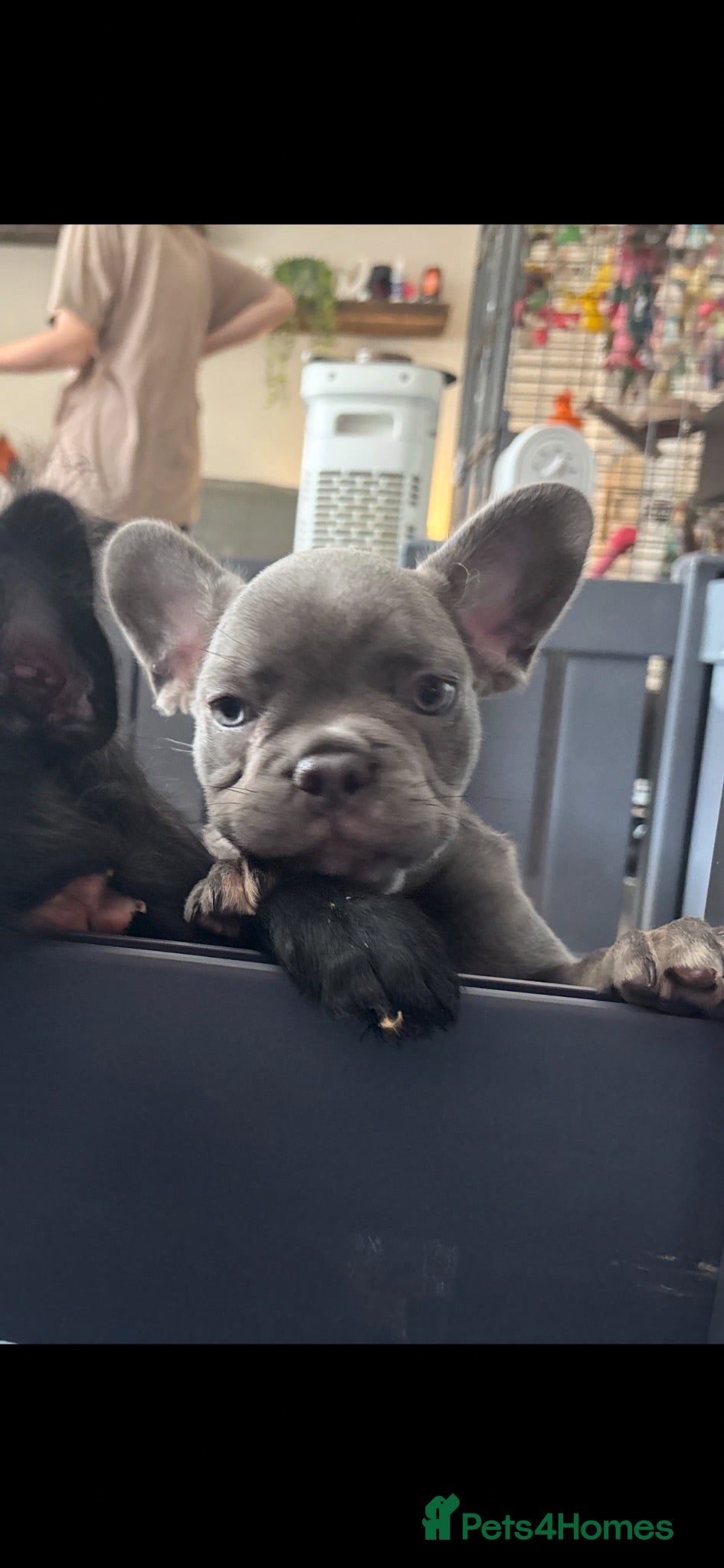 French Bulldog dogs Ready to Leave Exotic frenchies - Advert 2