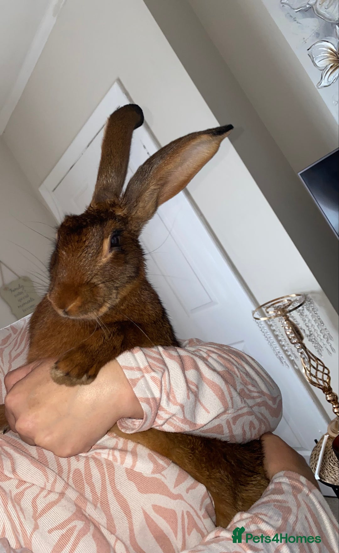 Belgian Hares rabbits for sale: Belgian hare 7 months old - Advert 4