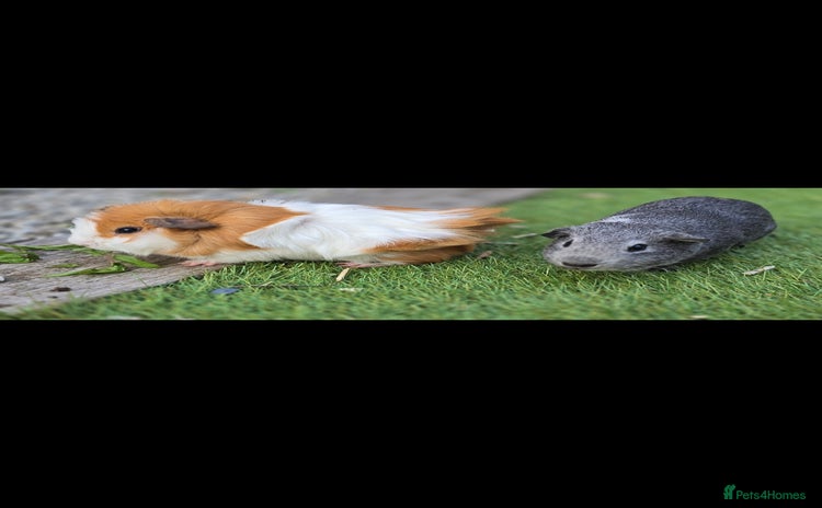 Guinea Pig rodents - Advert 13