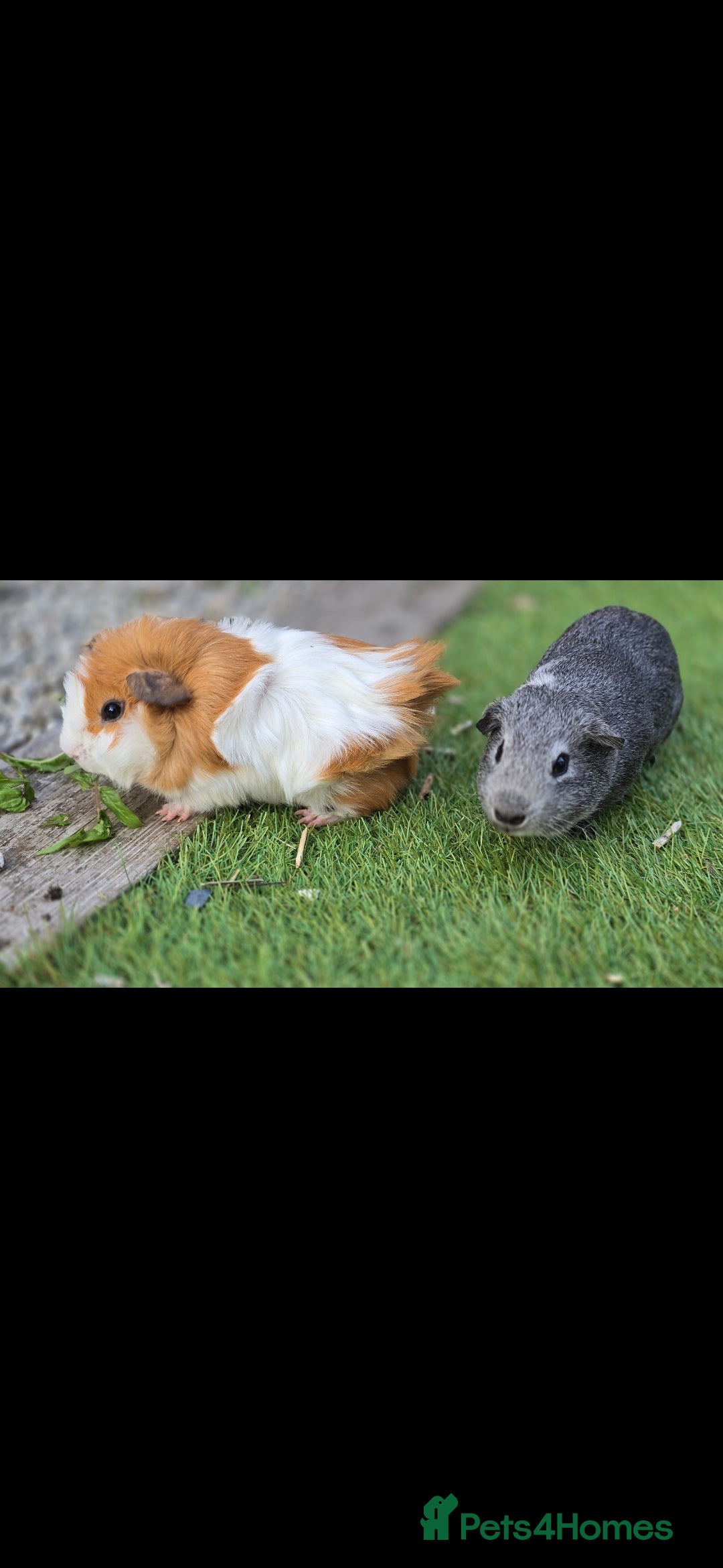 Guinea Pig rodents for sale: 2 male gpigs - Image 1