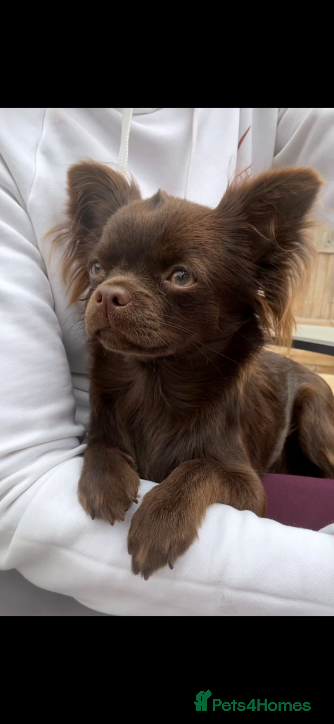 Chihuahua dogs for sale: Chihuahua puppies available on  ** s  - Advert 22