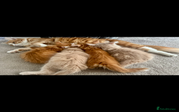 Persian cats for sale: Mink coloured Persian Mixed boys - Image 7