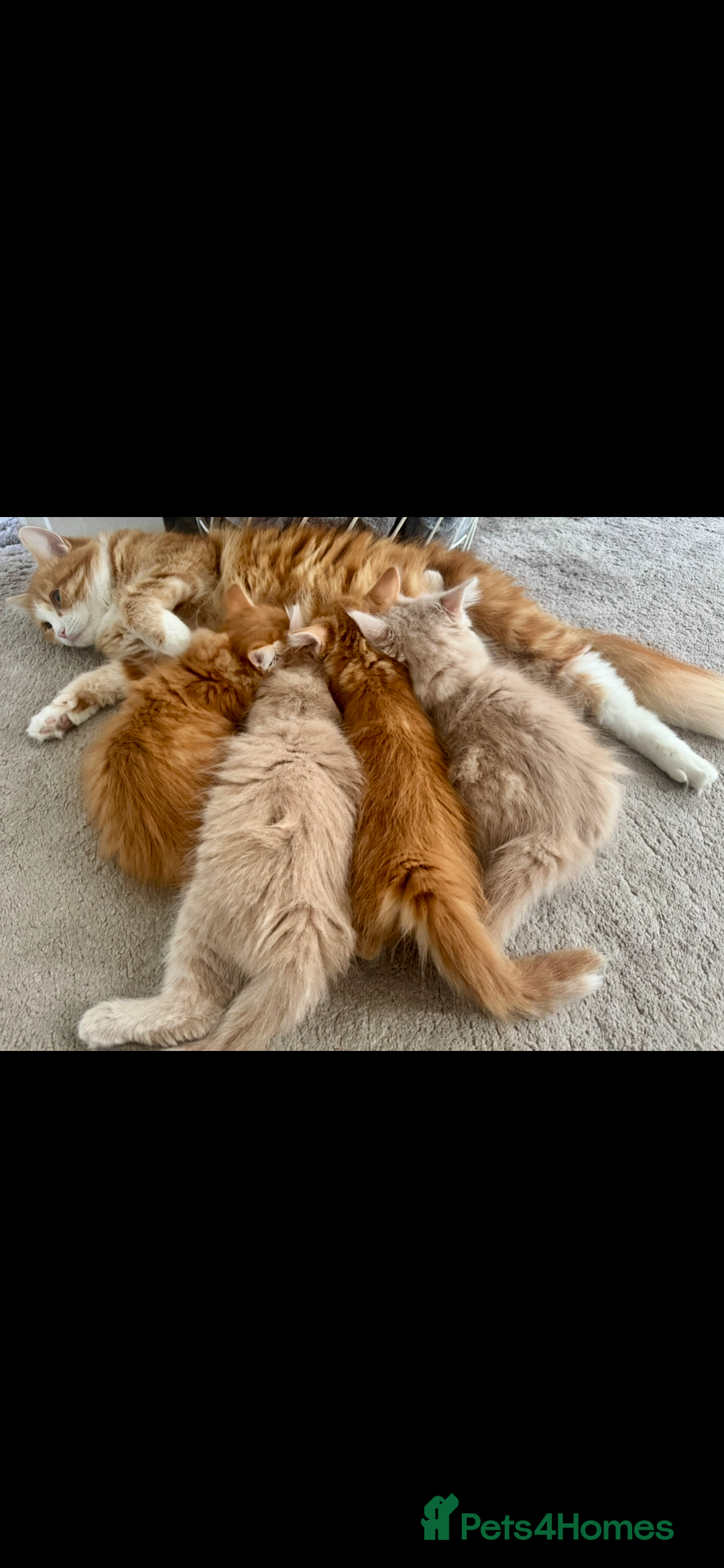 Persian cats for sale: Mink coloured Persian Mixed boys - Image 7