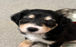 Mixed Breed dogs for sale: 🐾 Golden Retriever × Border Collie Puppies - Advert 10