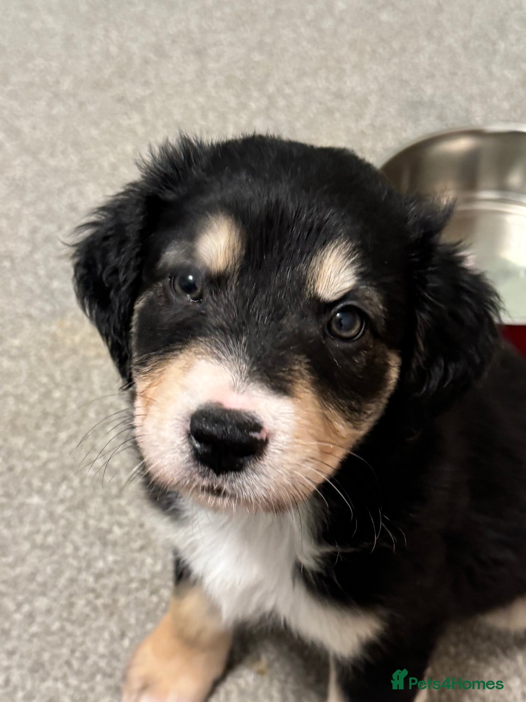 Mixed Breed dogs for sale: 🐾 Golden Retriever × Border Collie Puppies - Advert 10