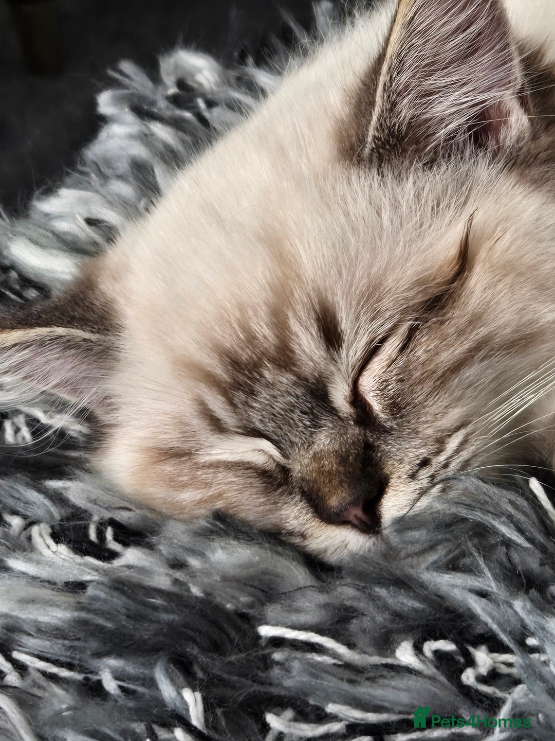 Ragdoll cats for sale: Ragdoll for sale called mocha - Advert 4