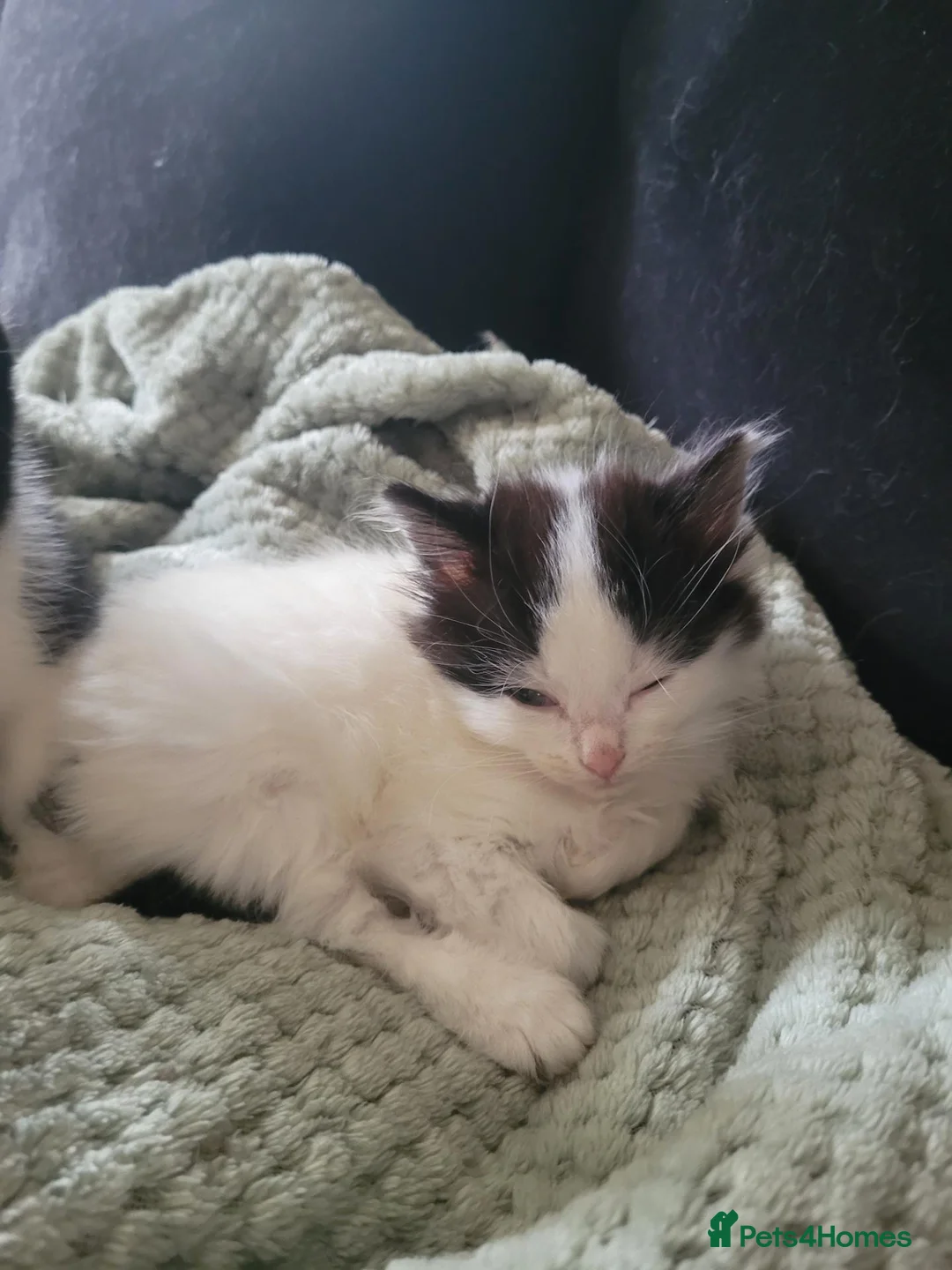 Mixed Breed cats for sale: Kittens for sale  - Advert 2